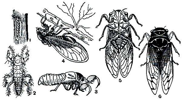 Рис. 196. Обыкновенная цикада (Lyristes plebeja): 1 - яйца в коре ветки; 2 - личинка первого возраста; 3 - взрослая личинка (нимфа); 4-6 - взрослая самка сбоку,снизу и сверху
