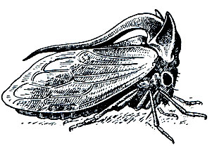 Рис. 201. Рогатая горбатка (Centrotus cornutus)