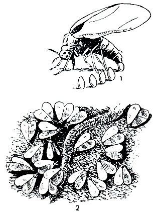 Рис. 204. Белокрылки (Aleurodes): 1 - самка, откладывающая яйца; 2 - колония белокрылок на листе