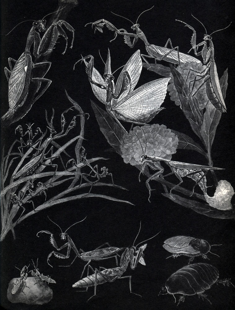 Таблица 25. Богомолы и тараканы: 1 - древесный богомол (Hierodula tenuidentata); 2 - обыкновенный богомол (Mantis religiosa); 3, 3а - рогокрылая эмпуза (Empusa pennicornis) и ее личинки; 4 - риветина (Rivetina baetica); 5 - богомол-крошка (Armene); 6 - таракан-черепашка Соссюра (Polyphaga saussurei); а - самка, б - самец