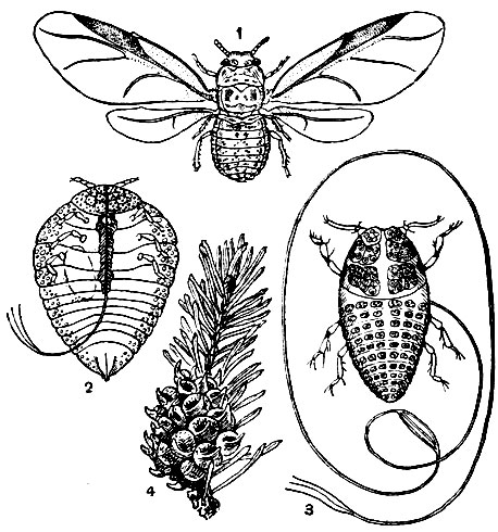 Рис. 206. Желтый хермес (Chermes abietis): 1 - крылатая самка; 2 - бескрылая самка; 3 - зимующая личинка (с вытянутым расправленным хоботком); 4 - галлы на ели