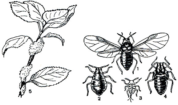 Рис. 209. Кровяная тля (Eriosoma lanigerum): 1 - крылатая полоноска; 2 - бескрылая форма; 3 - личинка; 4 - нимфа; 5 - колония тлей на яблоне