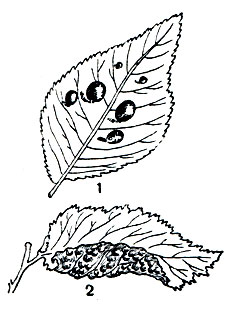 Рис. 212. Галлы тлей на листьях вяза: 1 - Tetraneura ulmi; 2 - Eriosoma ulmi