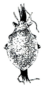 Рис. 213. Белая корневая тля (Trifidaphis phaseoli)