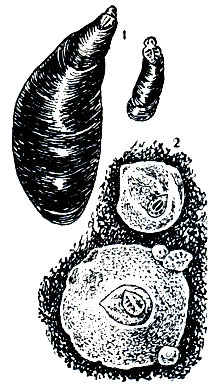 Рис. 214. Щитовки: 1 - запятовидная (Lepidosaphes ulmi); 2 - устрицевидная (Aspidi-otus ostreaeformis)