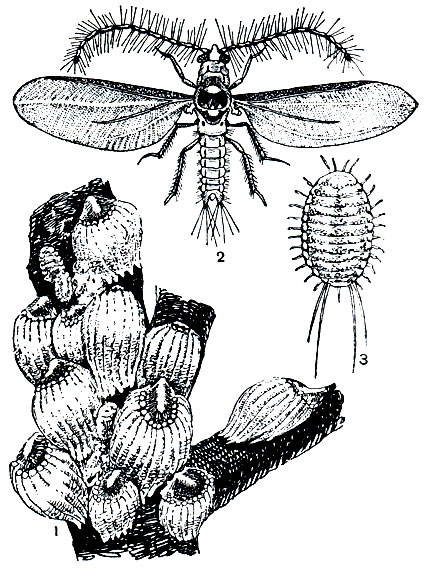Рис. 217. Австралийский желобчатый червец (Icerya purchasi): 1 - самки на ветвях мандарина; 2 - самец; 3 - личинка