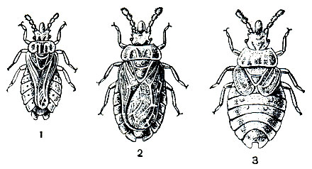 Рис. 219. Сосновый подкорник (Aradus cinnamomeus): 1 - самец; 2 - длиннокрылая самка: 3 - короткокрылая самка