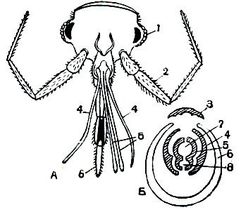 Рис. 221. Ротовые органы постельного клопа: А - общий вид головы (части хоботка раздвинуты); Б - поперечный срез (схема); 1 - глаза; 2 - усики; 3 - верхняя губа; 4 - верхние челюсти; 5 - нижние челюсти; 6 - нижняя губа; 7 - сосательный желобок; 8 - слюнной проток