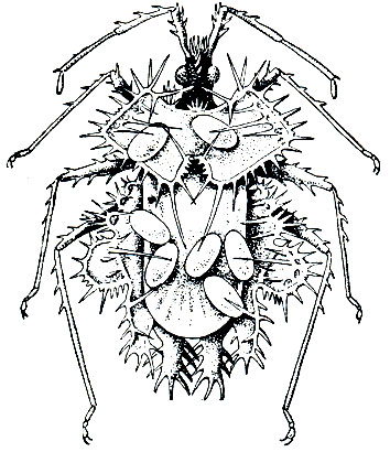 Рис. 223. Краевик-листовидка (Phyllomorpha laciniata) с яйцами