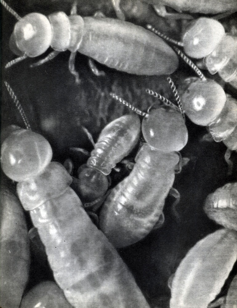Таблица 26. Термиты Bellicositermes natalensis в гнезде