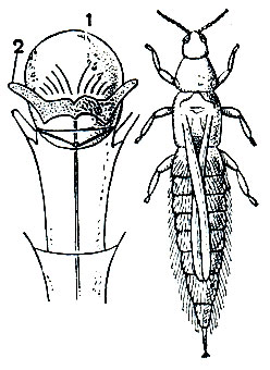 Рис. 231. Пустоцветный трипc (Haplothrips aculeatus). Слева - сильно увеличенная лапка: 1 - пузырек; 2 - коготки