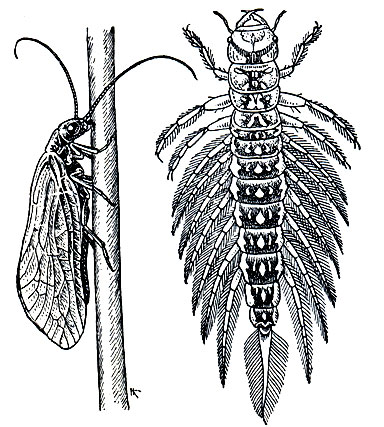 Рис. 233. Обыкновенная вислокрылка (Sialis lutaria) и ее личинка