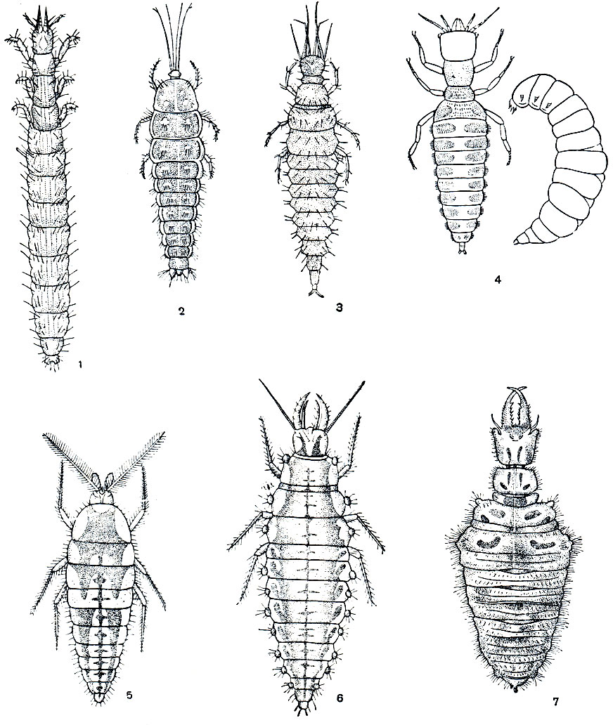 Рис. 235. Личинки сетчатокрылых: 1 - Dilar turcicus; 2 - Sisyra fuscata; 3 - Osmylus chrysops; 4 - Mantispa styriaca (cлева - первого возраста, справа - старшего возраста); 5 - Conwentzia psociformis; 6 - Chrysopa vilgaris; 7 - Myrmeleo sp
