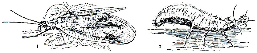 Рис. 237. Обыкновенная златоглазка (Ghrysopa perla): 1 - взрослое насекомое; 2 - личинка, поедающая тлю