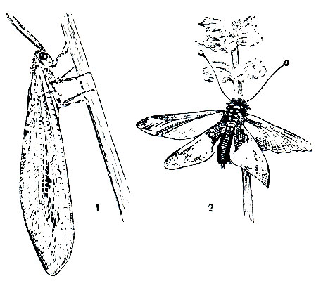 Рис. 238. Сетчатокрылые: 1 - обыкновенный муравьиный лев (Myrmeleo formicarius); 2 - аскалаф (Ascalaphus libelluloides)