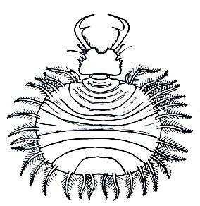 Рис. 241. Личинка Osmylops pallidus