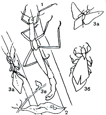 Таблица 28. Тропические палочники: 1, 2 - гигантский индонезийский палочник (Cyphocrania gigas) и его яйца; 3 - цейлонская листовидна (Phyllium crurifolium); а - самец, б - самка, в - личинка