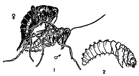 Рис. 246. Ледничник зимний (Boreus hyemalis): 1 - спаривание; 2 - личинка