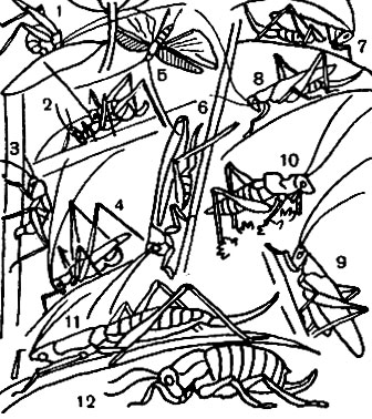Таблица 29. Кузнечики: 1 - четырехточечный пластинокрыл (Phaneroptera quadripunctata); 2 - обыкновенный пластинохвост (Leptophyes albovittata); 3 - короткокрылый мечник (Gonocephalus dorsalis); 4 - шиповатый пластинокрыл (Tylopsis lilifolia); 5 - он же с распростертыми крыльями; 6 - зеленый кузнечик (Tettigonia viridissima); 7 - певчий кузнечик (T. cantans); 8 - хвостатый кузнечик (T. caudata); 9 - серый кузнечик (Decticus verrucivorus); 10 - виноградный эфиппигер (Ephippiger ephippiger); 11 - степная дыбка (Saga pedo); 12 - степной толстун (Bradyporus multituberculatus)