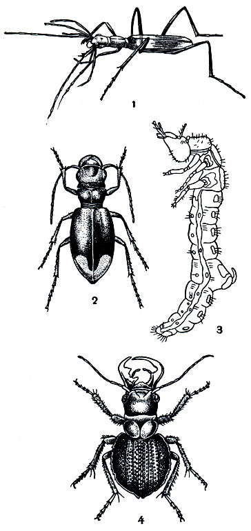 Рис. 250. Жуки-скакуны: 1 - скакун-погоностома (Pogonostoma); 2 - мегацефала (Megacephala euphratica); 3 - личинка скакуна; 4 - мантикора (Mantichora herculeana)