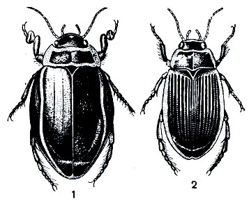 Рис. 252. Жуки-плавунцы: 1 - плавунец широкий (Dytiscus latissimus); 2 - плавунец окаймленный (D. marginalis)