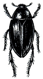 Рис. 253. Черный водолюб (Hydrous piceus)