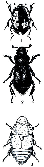 Рис. 254. Разноядные жуки: 1 - трупник украшенный (Saprinus interruptus); 2 - черный могильщик (Necrophorus germanicus); 3 - бобровая блоха (Platypsyllus castoris)