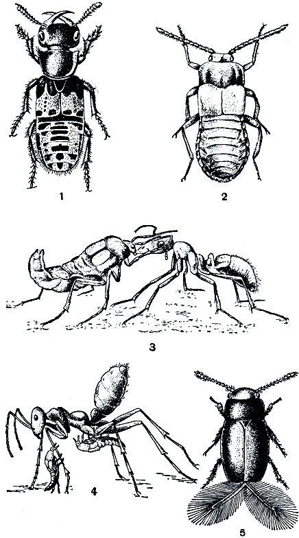 Рис. 255. Жуки стафилины и перистокрылки: 1 - серый стафилин (Creophilus maxillosus); 2 - ломехуза (Lomechusa strumosa); 3 - ломехуза и муравей; 4 - оксизома (Oxysoma), два жука на муравье-бегунке; 5 - перистокрылка (Ptiliolum kunzei)