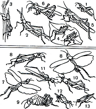 Таблица 30. Жизненные формы саранчовых: 1-3 настоящие хортобионты: 1 - степной конек (Euchorthippus pulvinatus), 2 - акрида (Acrida bicolor), 3 - тропидопола (Tropidopola longicornis); 4 - травоядный хортобионт конофима Дирша (Conophyma dirschi); 5, 6 - тамнобионты: 5 - египетская кобылка (Anacridium aegyptium), 6 - большая саксауловая горбатка (Dericorys albidula); 7, 8 - открытые геофилы: 7 - голубокрылая кобылка (Oedipoda coerulescens), 8 - пустынница (Sphingonotus octofasciatus); 9 - петробионт саксетания (Saxetania cultricollis); 10, 11- псаммобионты: 10 - обыкновенная песчанка (Hyalorrhipis clausi), 11 - стройный тонкошпор (Leptopternis gracilis); 12, 13 - гepпетобионты: 12 - Paratettix bolivari, 13 - Tetrix depressa