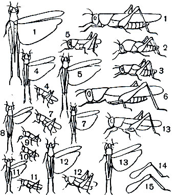 Таблица 31. Вредные саранчовые: 1- перелетная саранча (Locusta migratoria); 2, 3 - ее личинки (2 - одиночная, 3 - стадная фазы); 4 - мароккская саранча (Dociostaurus maroccanus); 5 - итальянский прус (Calliptamus italicus); 6 - пустынная саранча (Schistocerca gregaria); 7 - атбасарка (Dociostaurus kraussi); 8-10 - сибирская кобылка (Gomphocerus si-biricus): 8, 9 - самец, 10 - самка; 11 - белополосая кобылка (Chorthippus albomarginatus); 12 - туркменская кобылка (Ramburiella turcomana); 13 - чернополосая кобылка (Oedaleus decorus); 14 - нога итальянского пруса; 15 - нога туранского пруса