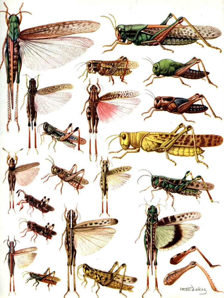 Таблица 31. Вредные саранчовые: 1- перелетная саранча (Locusta migratoria); 2, 3 - ее личинки (2 - одиночная, 3 - стадная фазы); 4 - мароккская саранча (Dociostaurus maroccanus); 5 - итальянский прус (Calliptamus italicus); 6 - пустынная саранча (Schistocerca gregaria); 7 - атбасарка (Dociostaurus kraussi); 8-10 - сибирская кобылка (Gomphocerus sibiricus): 8,9 - самец, 10 - самка; 11 - белополосая кобылка (Chorthippus albomarginatus); 12 - туркменская кобылка (Ramburiella turcomana); 13 - чернополосая кобылка (Oedaleus decorus); 14 - нога итальянского пруса; 15 - нога туранского пруса