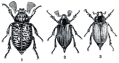 Рис. 260. Хрущи: 1 - мраморный хрущ (Polyphylla fullo); 2,3- самец и самка западного майского хруща (Melolontha melolontha)