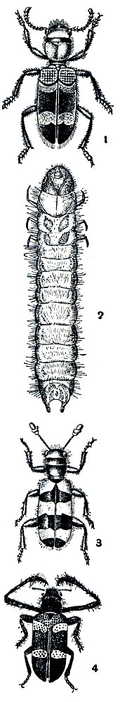 Рис. 265. Жуки-пестряки: 1,2 - муравьежук (Thanasimus formicarius) и его личинка; 3 - пчелиный пчеложук (Trichodes apiarius); 4 - диропсис (Dieropsis quadriplagiata)