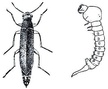 Рис. 267. Кожистокрылый сверлило (Elateroides dermestoides) и его личинка