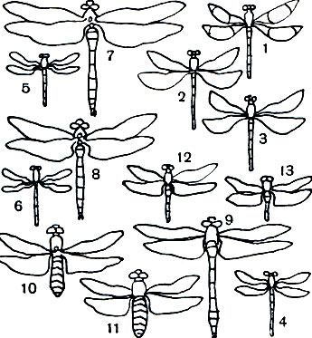 Таблица 32. Стрекозы: 1, 2 - красотка Calopteryx splendens: 1 - самец, 2 - самка; 3 - красотка С. virgo, самец; 4 - лютка Lestes sponsa, самец; 5 - стрелка Coenagrion hastulatum, самец; 6 - стрелка C. puella, самец; 7 - дозорщик (Anax imperator), самец; 8 - коромысло большое (Aeschna grandis), самец; 9 - большая кольчатая стрекоза (Cordulegaster annulatus), самец; 10, 11 - стрекоза плоская (Libellula depressa): 10 - самец, 11 - самка; 12, 13 - стрекоза Sympetrum sanguineum: 12 - самец, 13 - самка