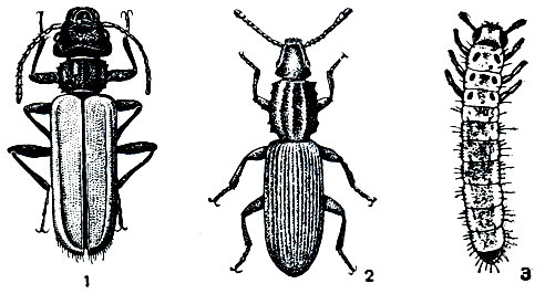 Рис. 275. Жуки-плоскотелки: 1 - красный плоскотел (Cucujus haematodes); 2,3 - суринамский мукоед (Oryzaephilus surinamensis) и его личинка