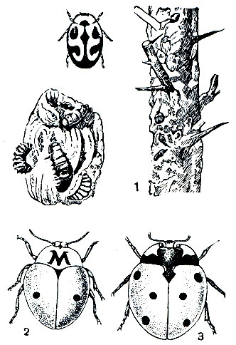 Рис. 276. Божьи коровки: 1 - родолия (Rodolia cardinalis), жук и личинки, уничтожающие мучнистого червеца; 2 - двуточечная коровка (Coccinella bipunctata); 3 - семиточечная коровка (C. septempunctata)