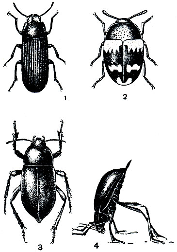 Рис. 277. Жуки-чернотелки: 1 - мучной хрущак (Tenebrio molitor); 2 - трутовиковая чернотелка (Diaperis boleti); 3 - медляк степной (Blaps halophila); 4 - он же в защитной позе