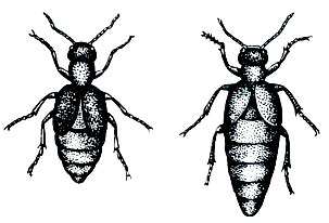 Рис. 278. Обыкновенная майка (Meloe proscarabaeus), слева - самец, справа - самка