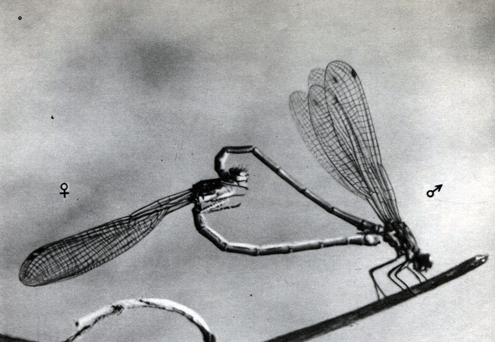 Таблица 34. Спаривание стрекоз люток ( Lestes). Процесс спаривания