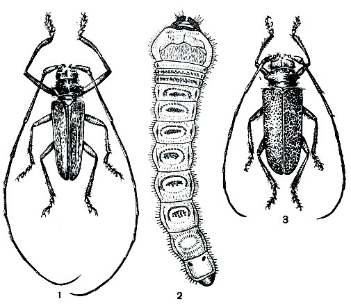 Рис. 282. Жуки - усачи: 1 - черный пихтовый усач (Monochamus urussovi), 2, 3 - личинка и самка черного елового усача (M. sutor)
