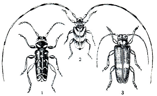 Рис. 283. Жуки-усачи: 1 - полосатый дубовый клит (Plagionotus arcuatus); 2 - серый длинноусый дровосек (Acanthocinus aedilis); 3 - большой осиновый скрипун (Saperda carcharias)