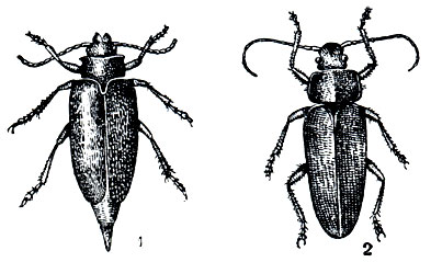 Рис. 287. Жуки-усачи: 1 - дровосек-кожевник (Prionus coriarius), самка; 2 -дровосек-плотник (Ergates faber), самец