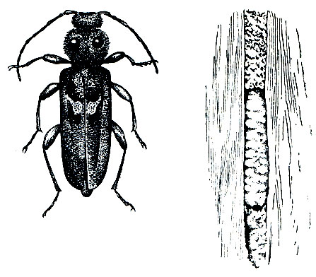 Рис. 288. Домовый усач (Hylotrupes bajulus) и его личинка в древесине