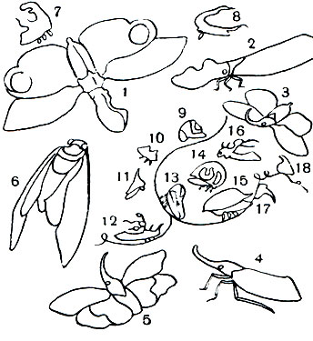 Таблица 35. Тропические цикады: 1, 2 - суринамская фонарница (Laternaria phosphorea); 3 - Hotinus sp.; 4, 5 - китайская фонарница (Laternaria candelaria); 6 - царственная цикада (Pomponia imperatoria); 7-18 - виды сем. горбаток (Membracidae)