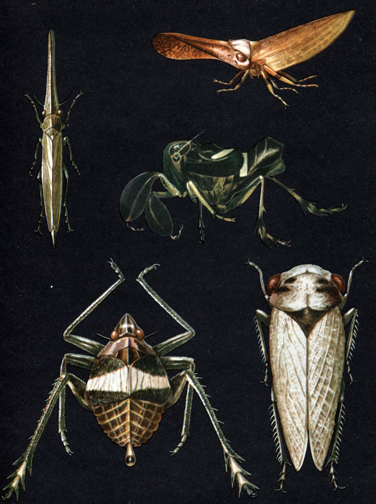 Таблица 36. Среднеазиатские цикадки и фонарницы: 1 - Semenovium ferganae; 2 - Adelungia calligoni; 3 - Caliscelis gissarica; 4 - Nymphorgerius grigorievi; 5 - Symphypyga leupadina
