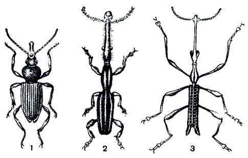 Рис. 294. Жуки-долготелы: 1 - пустынный долготел (Eremoxenus chan); 2 - гватемальский долготел (Nematocephalus guatemalensis); 3 - лепторинхус (Leptorrhynchus linearis)