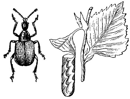 Рис. 297. Ореховый трубковерт (Apoderus coryli) и свернутый им лист