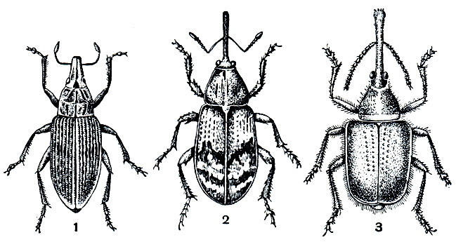 Рис. 299. Жуки слоники: 1 - свекловичный долгоносик (Bothynoderes punctiventris); 2 - яблоневый долгоносик-цветоед (Anthonomus pomorum); 3 - слоник-казарка (Rhynchites bacchus)