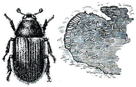 Рис. 303. Большой еловый лубоед (Dendroctonus micans) и его семейные ходы под корой